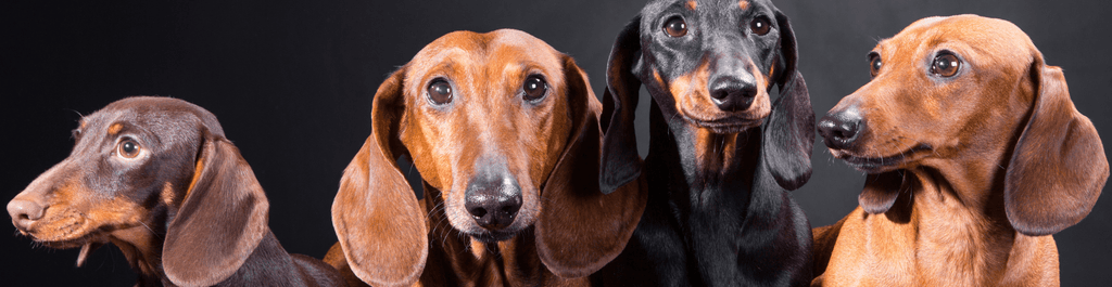 Is sausage bad for dogs hot sale