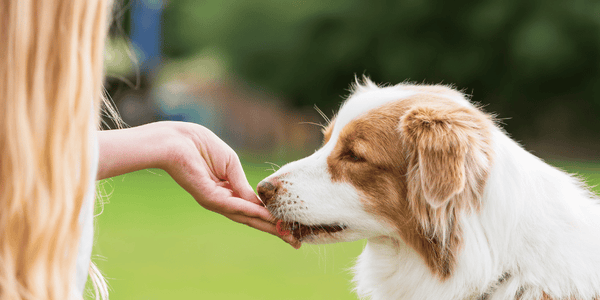 Simple Dog Treats - Bully Sticks Central