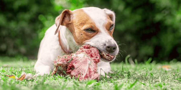 Small Dog Bone - Bully Sticks Central