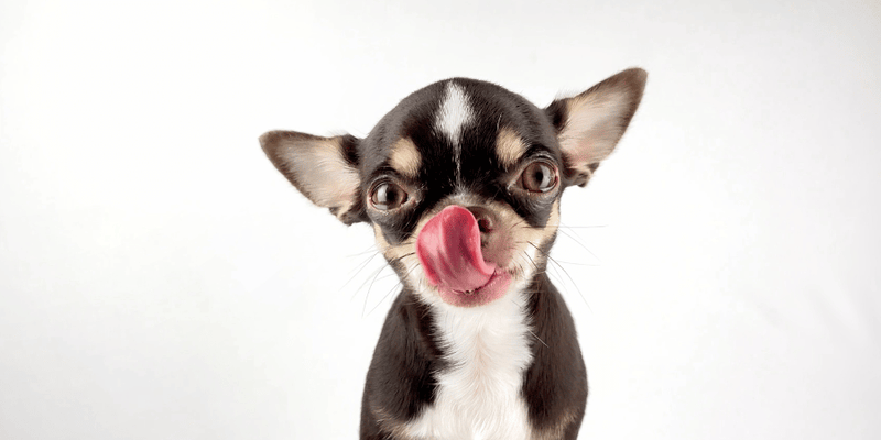 Small Dog Treats - Bully Sticks Central