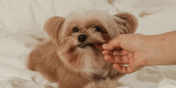 Small Dog Treats - Bully Sticks Central