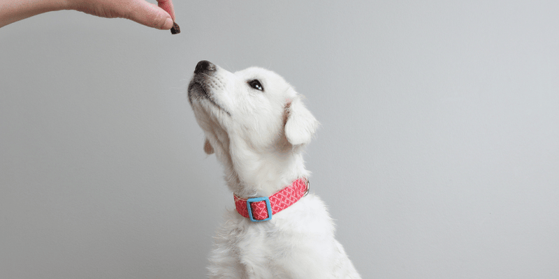 Small Round Dog Treats - Bully Sticks Central