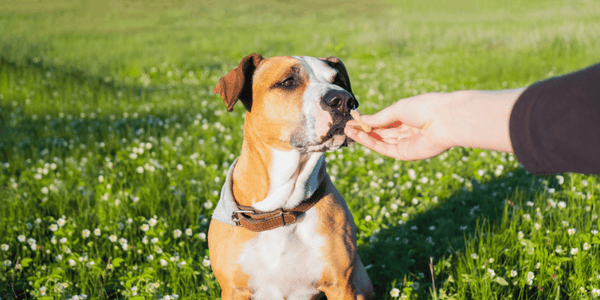 Soft Peanut Butter Dog Treats - Bully Sticks Central