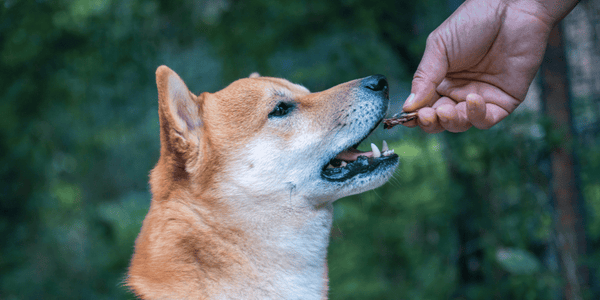 Soft Sweet Potato Treats For Dogs - Bully Sticks Central