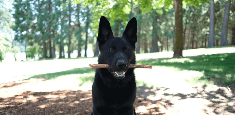 Storing Your Dog s Favorite Treat A Guide to Bully Sticks