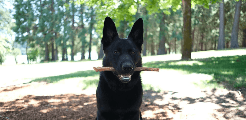 Storing Your Dog's Favorite Treat: A Guide to Bully Sticks - Bully Sticks Central