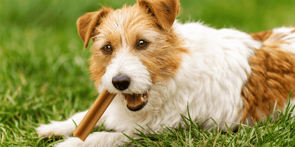 Stress Free Dog Treat - Bully Sticks Central