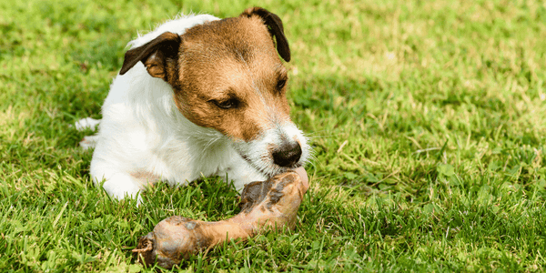 Stuffed Dog Bones - Bully Sticks Central