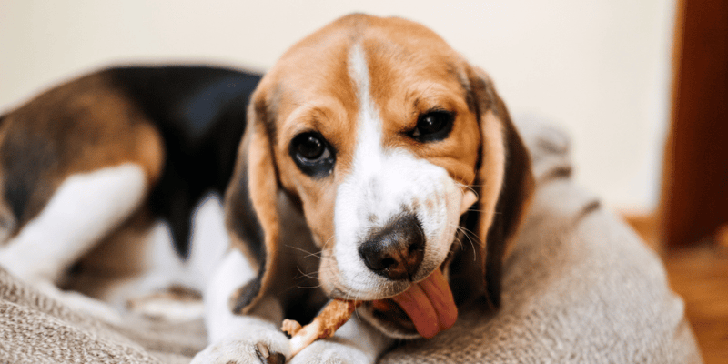 Sweet Potato Dog Treat Recipe - Bully Sticks Central