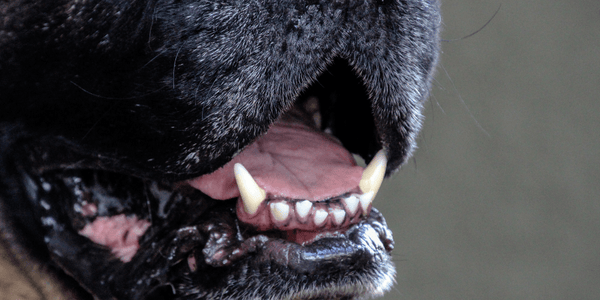 Tackling the Mystery of Stinky Dog Breath - Bully Sticks Central