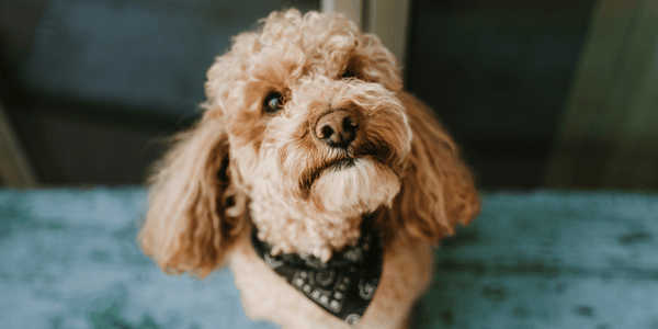 Baxter clearance puppy milk