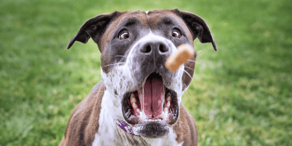 Thanksgiving Dog Treats - Bully Sticks Central