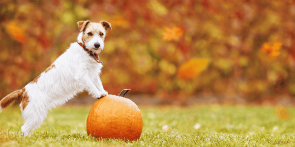 Thanksgiving Dog Treats - Bully Sticks Central