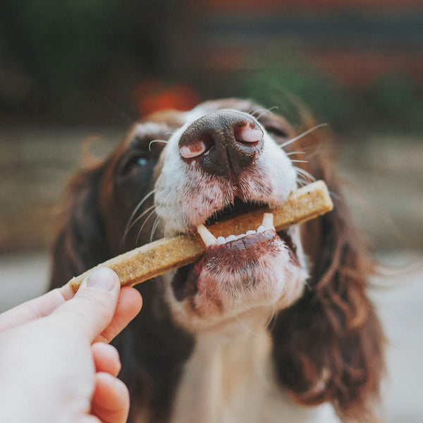 Healthiest sale dog chews