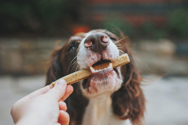 The Benefits Of Natural Healthy Dog Chews - Bully Sticks Central