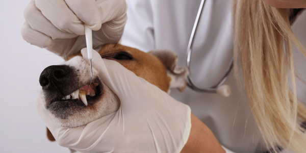The Canine Dental Diary: Unleashing the Secrets of Dog Dental Care - Bully Sticks Central