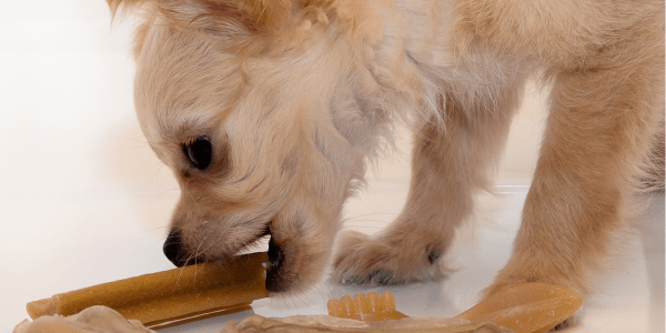 The Himalayan Yak Chew: An Ancient Delight for Your Modern Dog - Bully Sticks Central