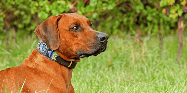 The Joys and Challenges of Holiday Travel with Your Dog - Bully Sticks Central