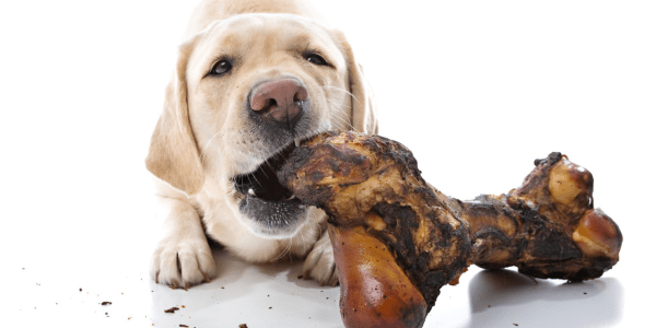 The Remarkable Benefits of All-Natural Dog Chews: 75 Reasons to Make the Switch - Bully Sticks Central