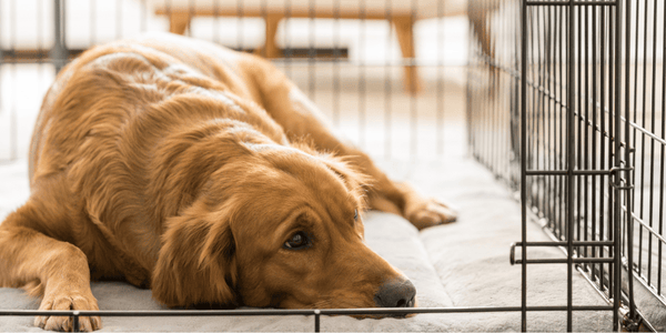 Dog cage training guide best sale