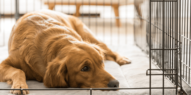 The Ultimate Guide to Puppy Crate Training