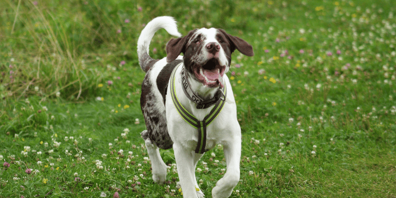 Training Blind Dogs To Take Treats - Bully Sticks Central