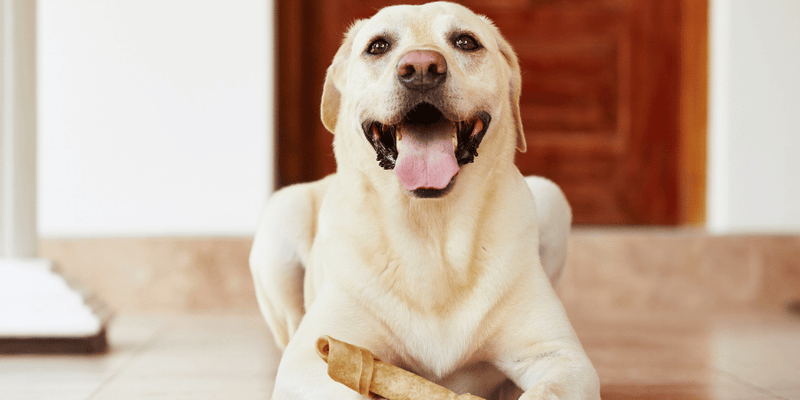 Training Dog Treats - Bully Sticks Central