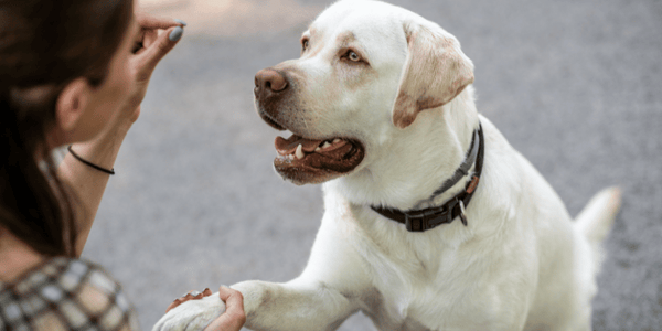 Tips for Dog Owners | Bully Sticks Central – Tagged 