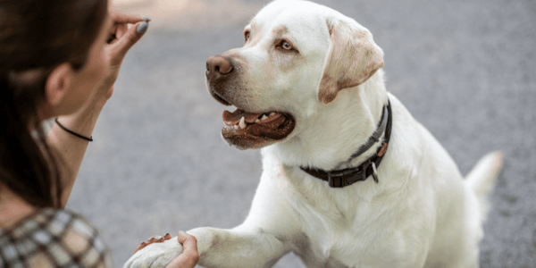 Training Dogs With Praise or Treats - Bully Sticks Central