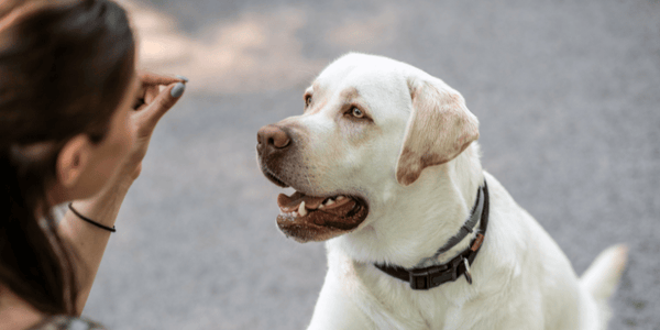 Training Treats - Bully Sticks Central