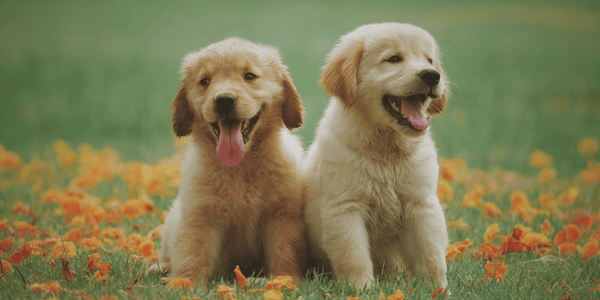 Training Treats For Small Dogs - Bully Sticks Central