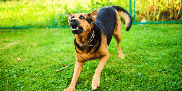 Treat Aggression In Dogs - Bully Sticks Central