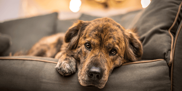 Treat Arthritis In Dogs - Bully Sticks Central