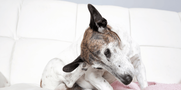 Treat Ear Mites In Dogs - Bully Sticks Central