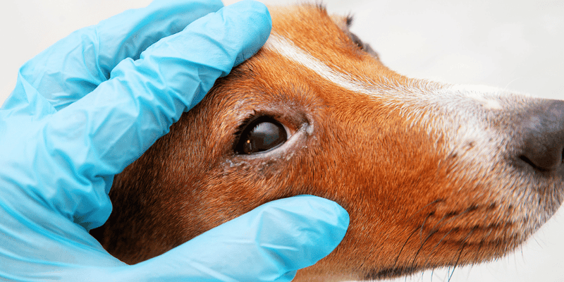 Treating Conjunctivitis in Dogs - Bully Sticks Central