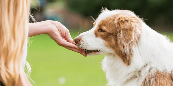 Treating Dog Anxiety - Bully Sticks Central