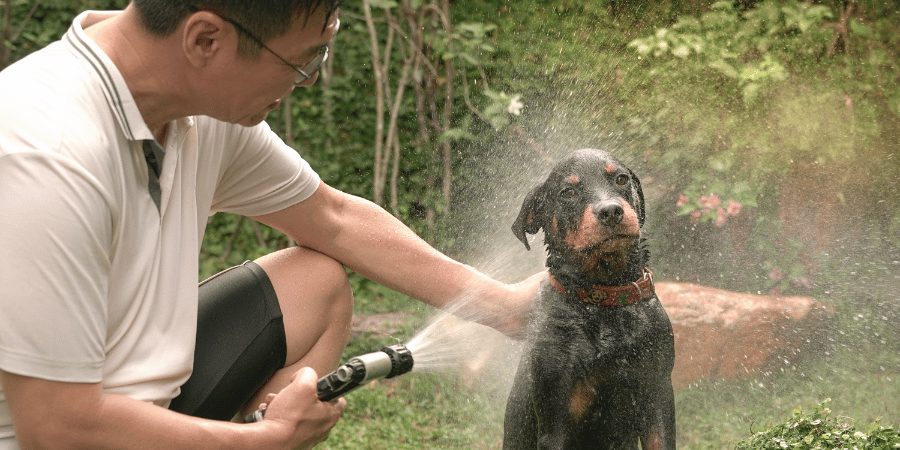 Treating Dog Sprayed By Skunk