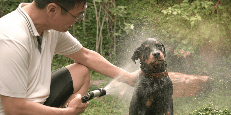 Treating Dog Sprayed By Skunk - Bully Sticks Central