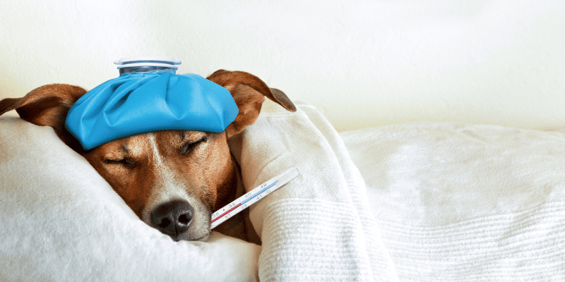 Treating Heartworms In Dogs - Bully Sticks Central