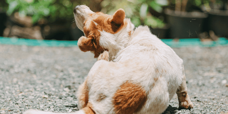 Treating Mites On Dogs - Bully Sticks Central