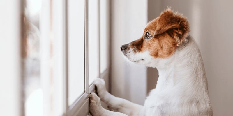 Treating Separation Anxiety in Dogs - Bully Sticks Central