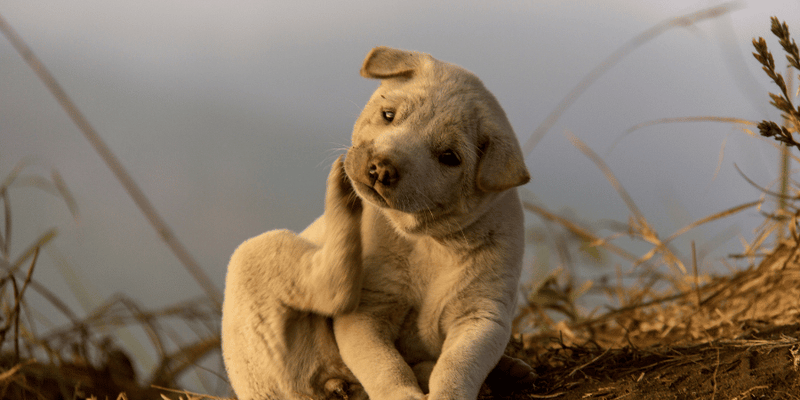 Treating Yeast Infection In Dogs Ears - Bully Sticks Central