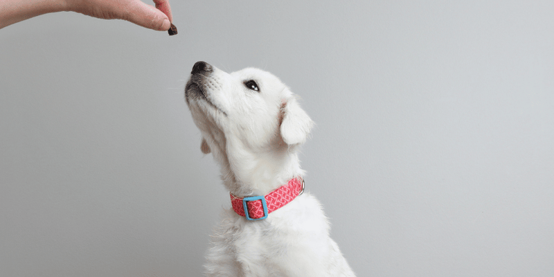 Treats For Dog Training - Bully Sticks Central