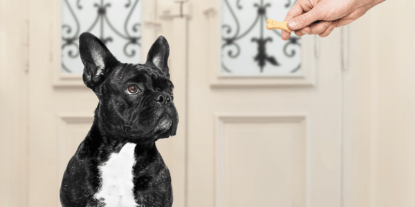 Treats For Dogs With Allergies - Bully Sticks Central