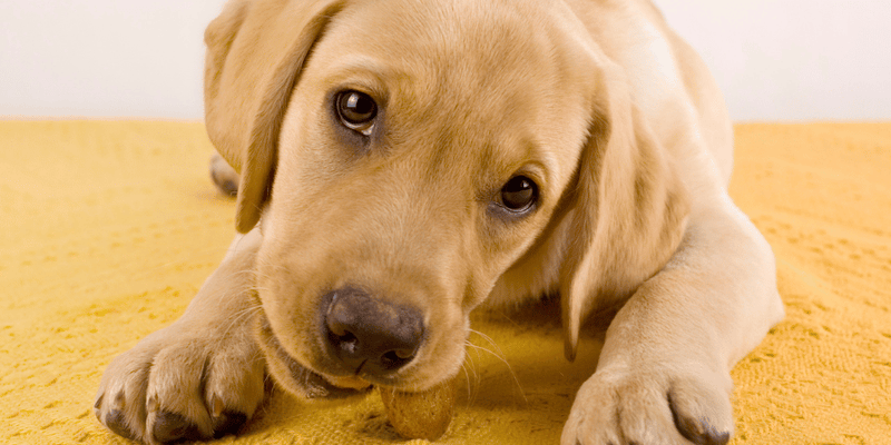 Treats For Puppies Under 3 Months - Bully Sticks Central