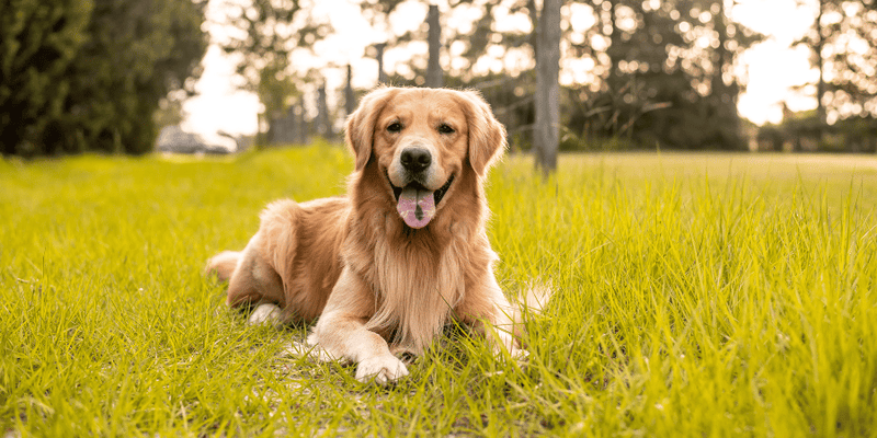 Treats For Training Puppies - Bully Sticks Central