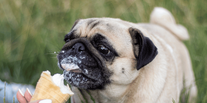 Treats To Keep Dogs Cool - Bully Sticks Central