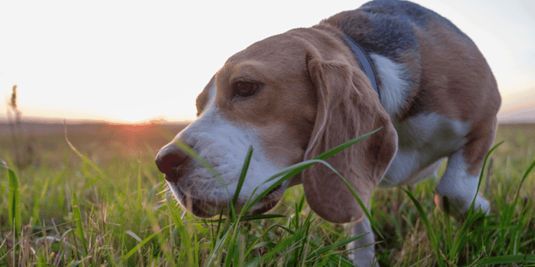 Turmeric Dog Treat Recipe - Bully Sticks Central