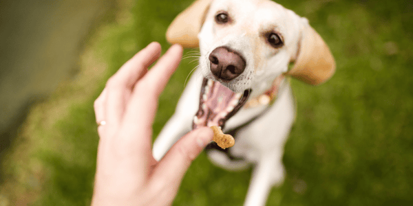 Turmeric Dog Treats Recipe - Bully Sticks Central