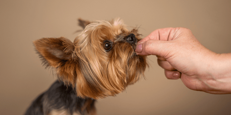 Two Ingredient Dog Treat Recipes - Bully Sticks Central